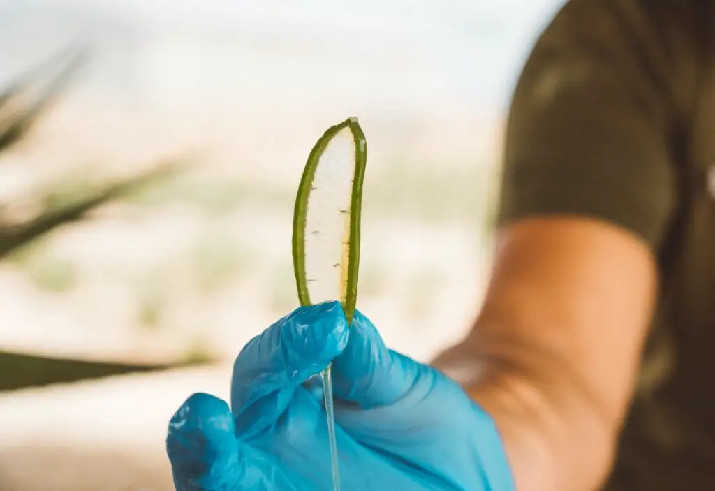 Aruba Aloe Factory