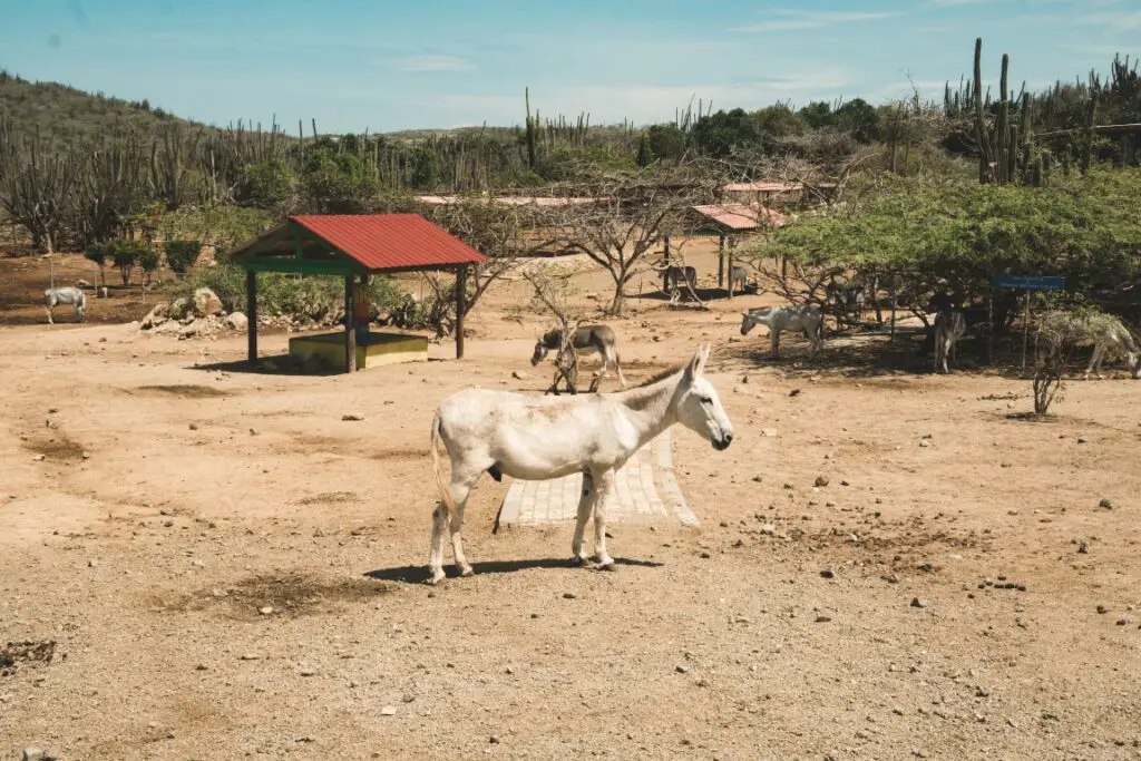 Aruba Sehenswürdigkeiten Donkey Sanctuary