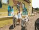 Aruba Sehenswürdigkeiten Donkey Sanctuary