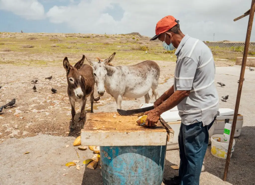 Aruba Esel