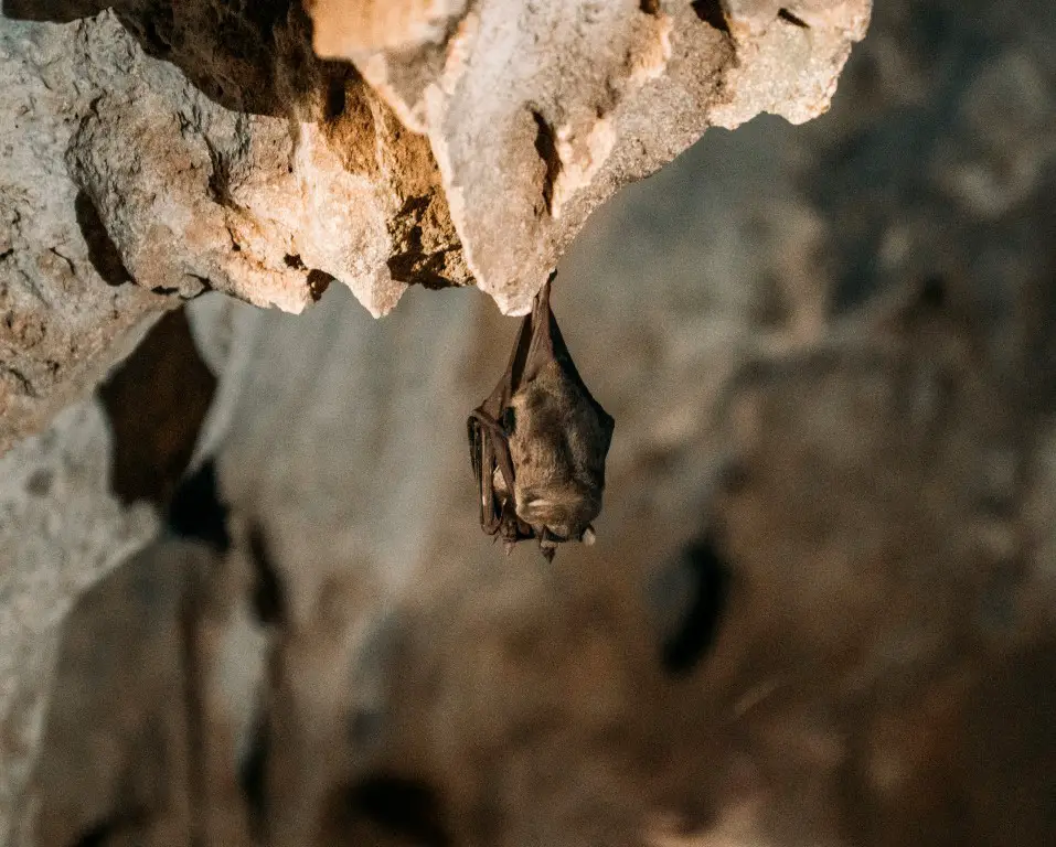 Quadirikiri Höhle Aruba