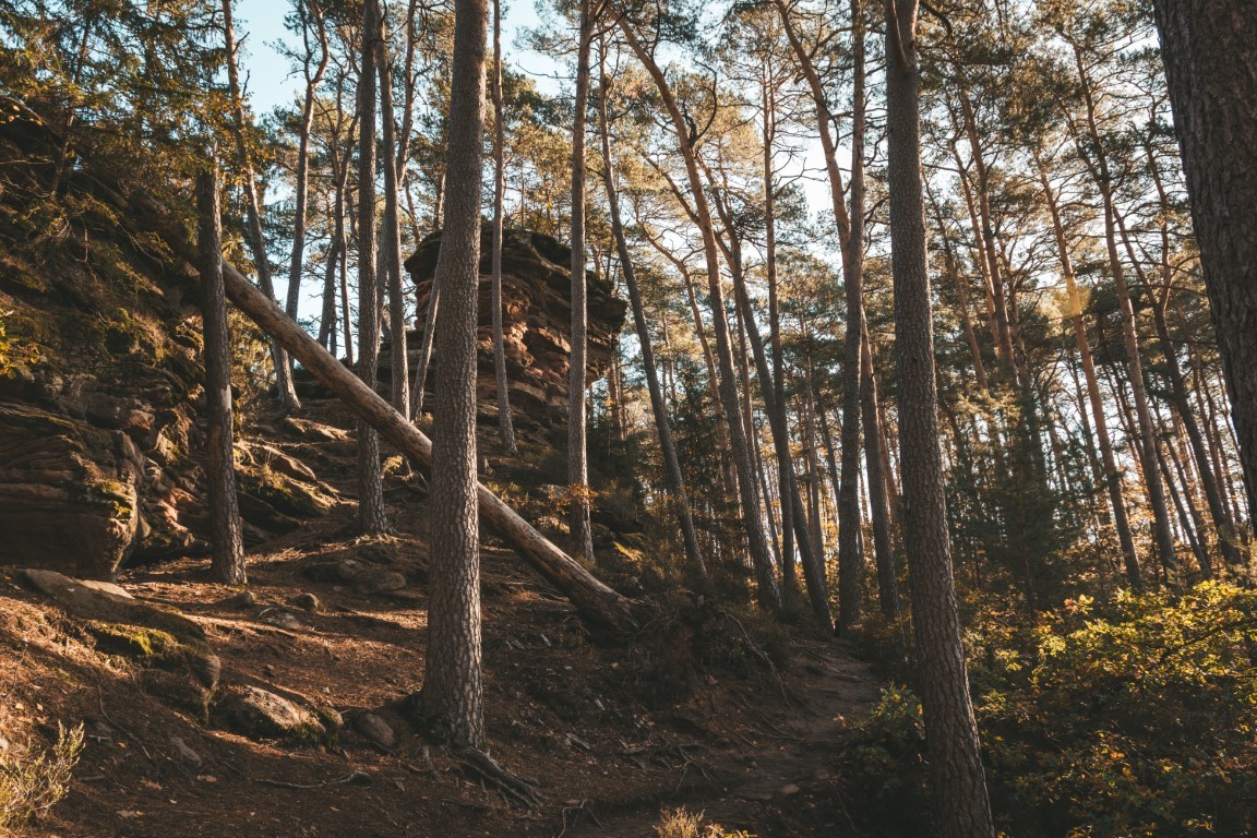 Dahner Felsenland Pfälzer Wald