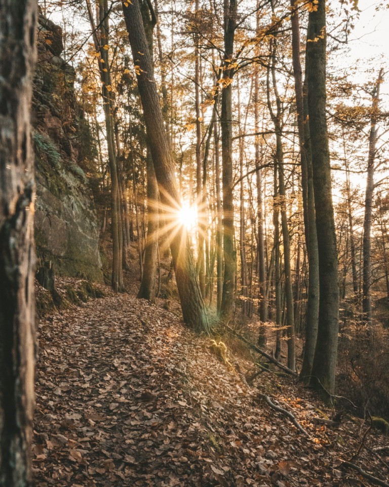 Pfälzerwald Dahn