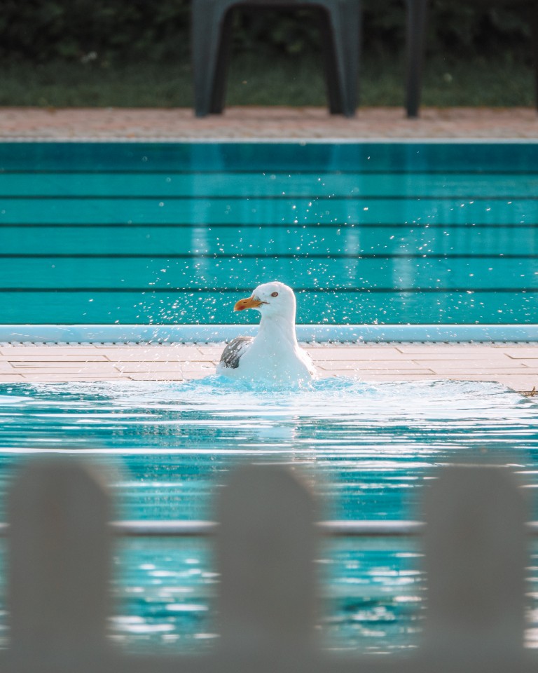 Pool Cesenatico Camping Village