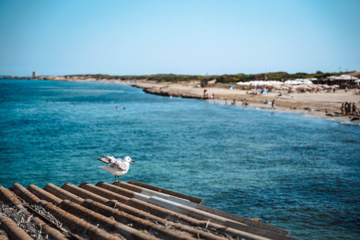 Playa de ses Salines Ibiza